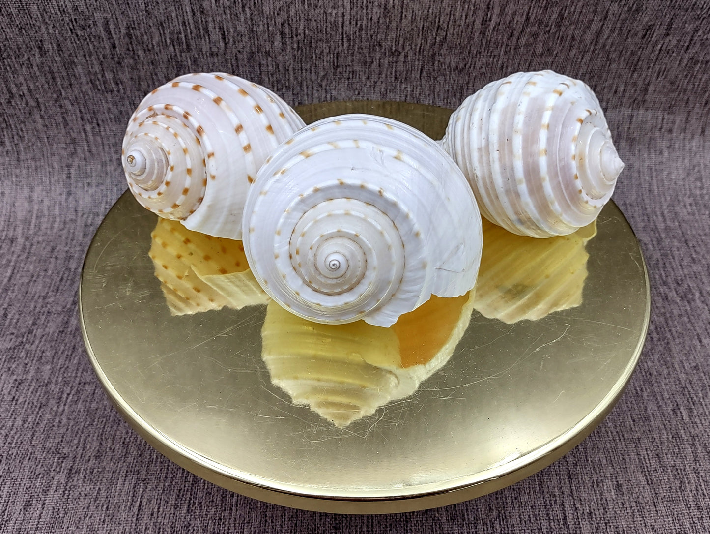 Spotted Tun Seashell Tonna Tessalata (1 shell approx. 4+ inches) Distinct shells for coastal crafting décor & collections!