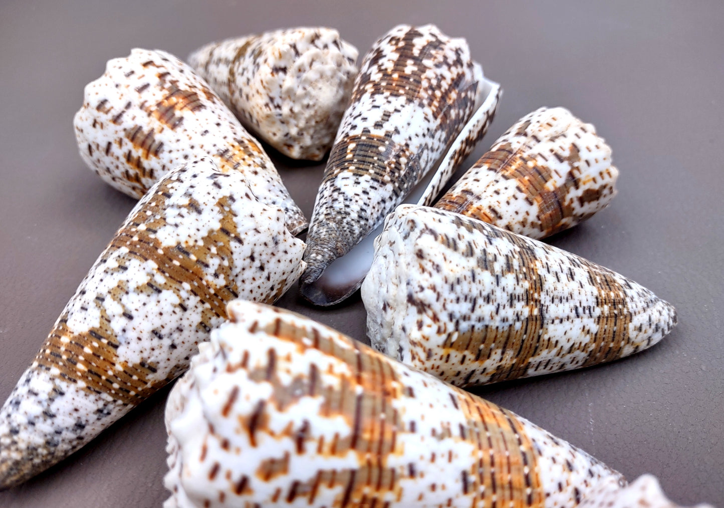 Imperial Cone Seashell (2 pcs.) - (2-3 inches). Cone shaped brown and white striped shells. Copyright 2024 SeaShellSupply.com.