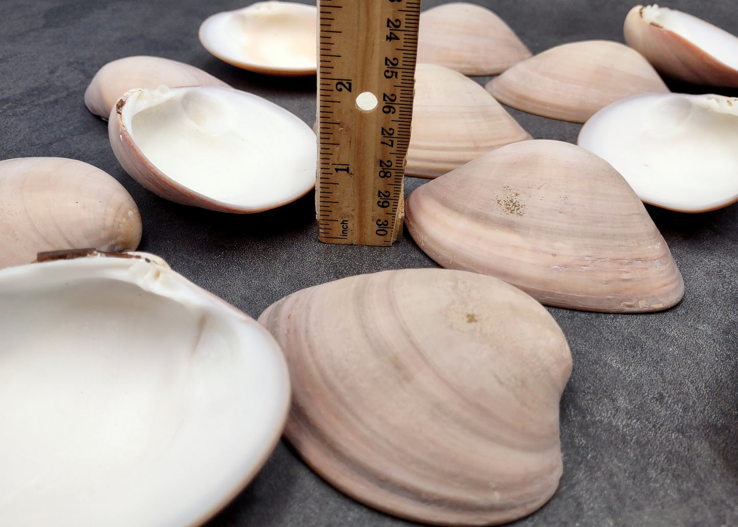 Mocha Clam Seashells Megapitaria Squalida (3 shells approx. 3+ inches) Clam shell great for display collecting & coastal crafting!