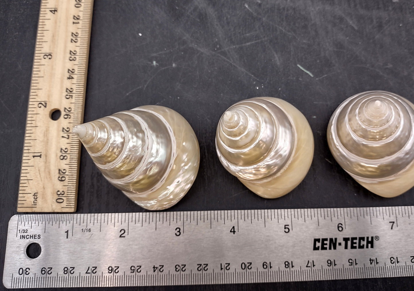 Pearlized Trochus Seashell - Trochus Niloticus - (1 shell approx. 2.5-3 inches). One spiral glossy shell with broad opening. Copyright 2024 SeaShellSupply.com.