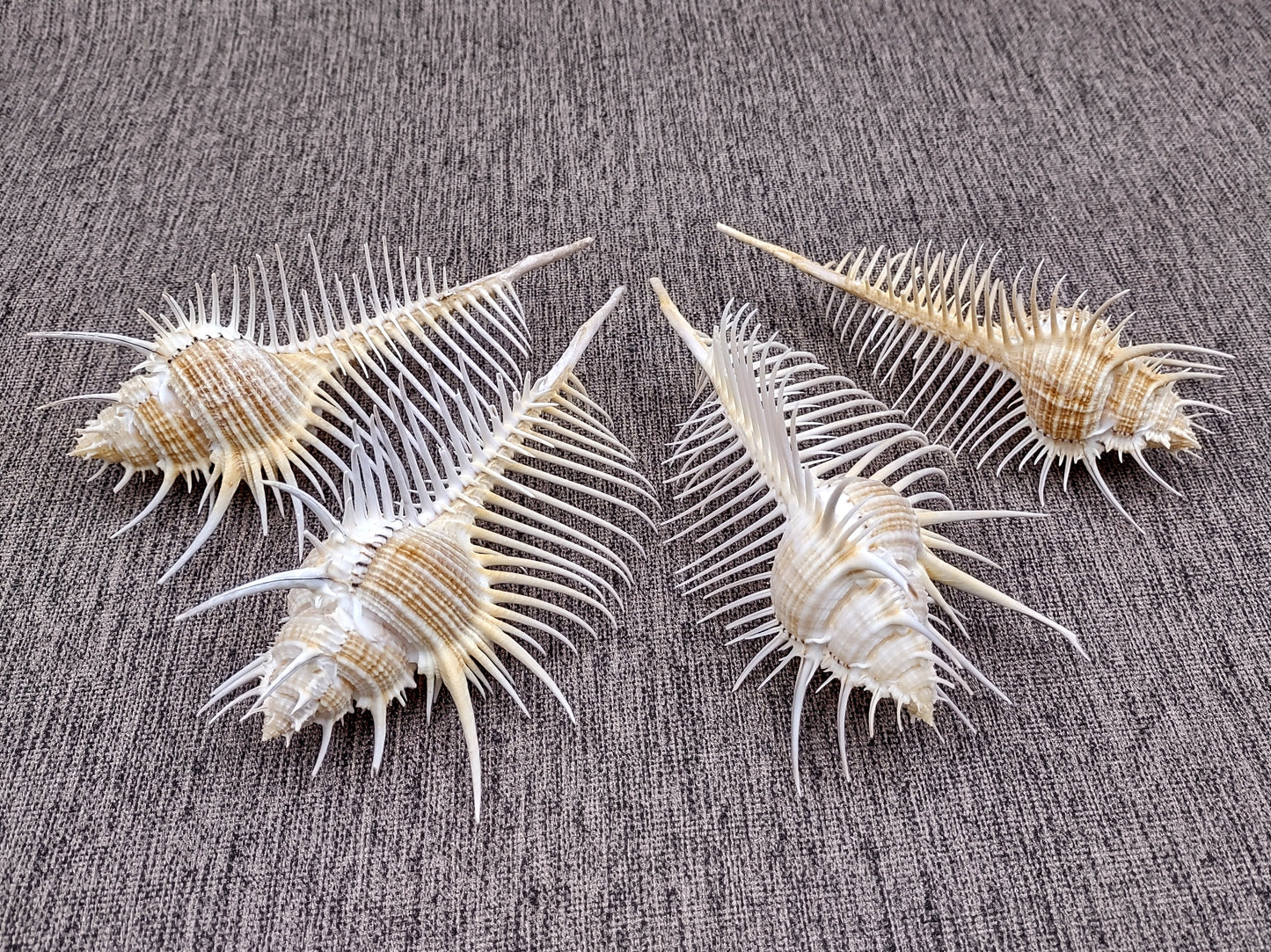 Murex Comb Seashell Murex Pecten (1 shell approx. 6+ inches) Special shells for coastal crafting décor & collections!