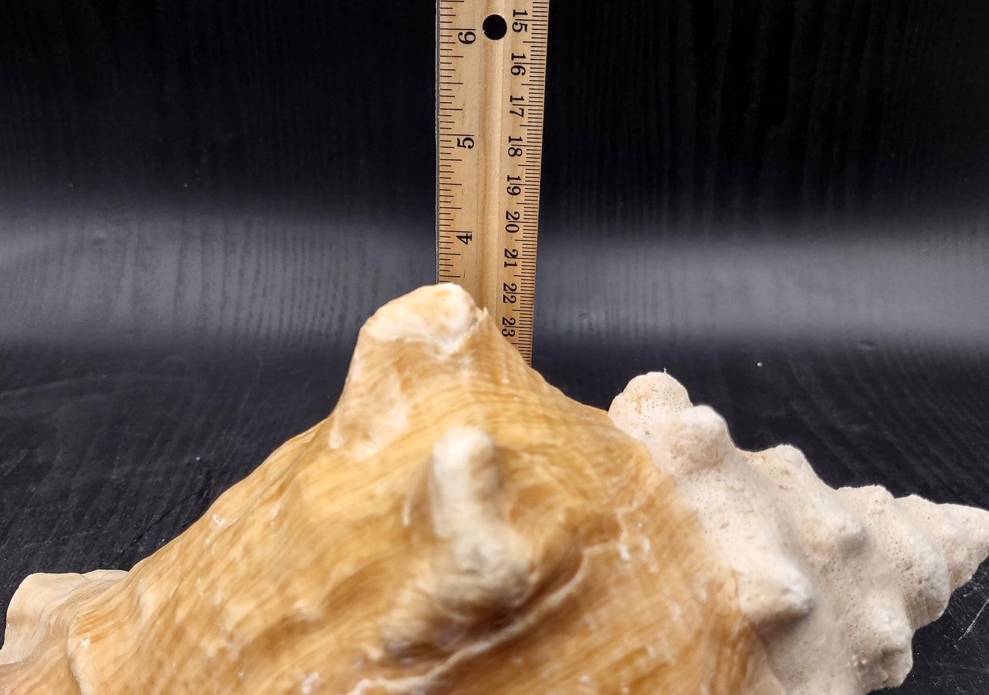 Queen/Pink Conch - Slit Back - Strobus Gigas - (1 shell approx. 8 inches). One pink and white shell. Copyright 2024 SeaShellSupply.com.