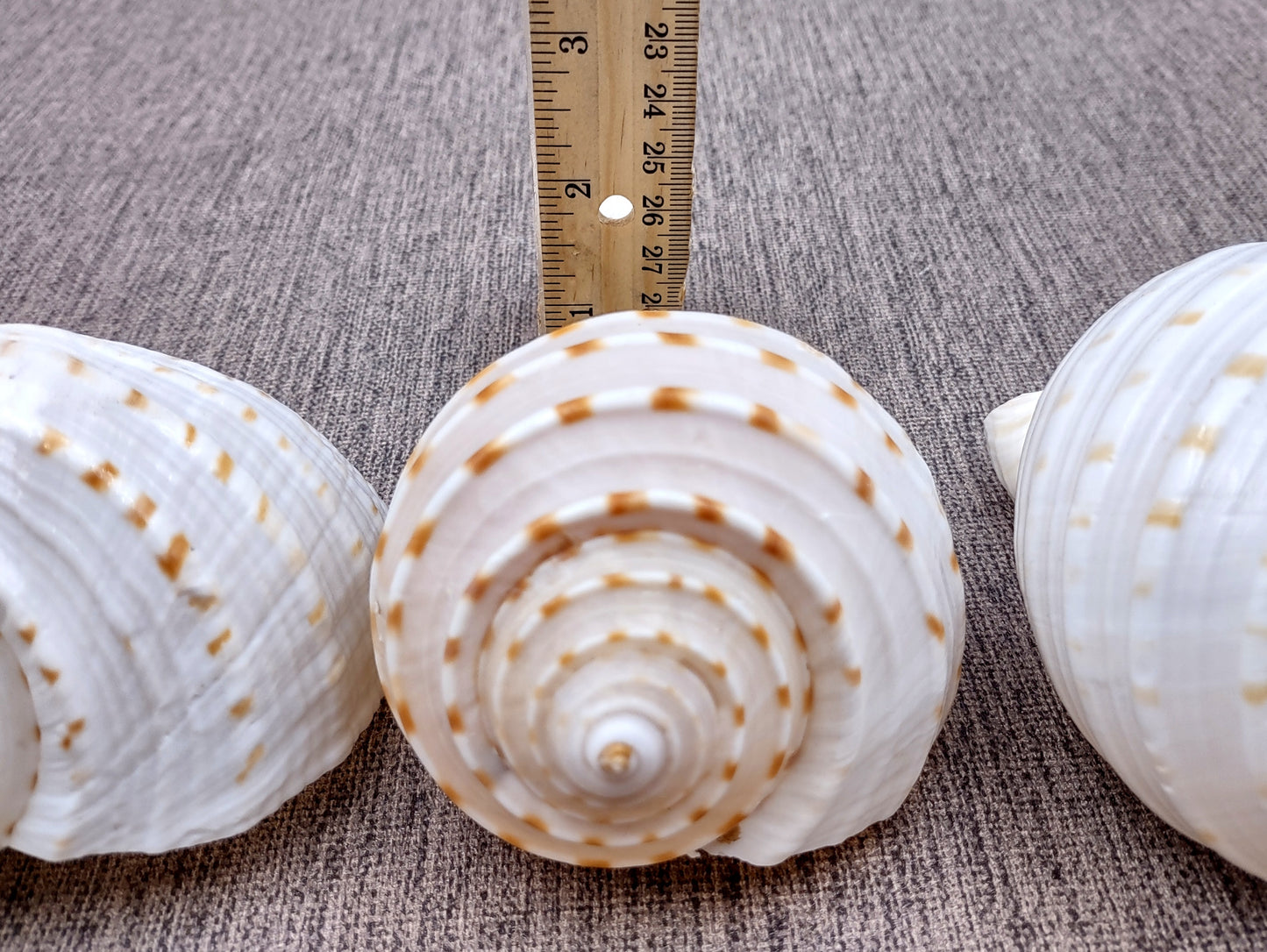Spotted Tun Seashell Tonna Tessalata (1 shell approx. 4+ inches) Distinct shells for coastal crafting décor & collections!