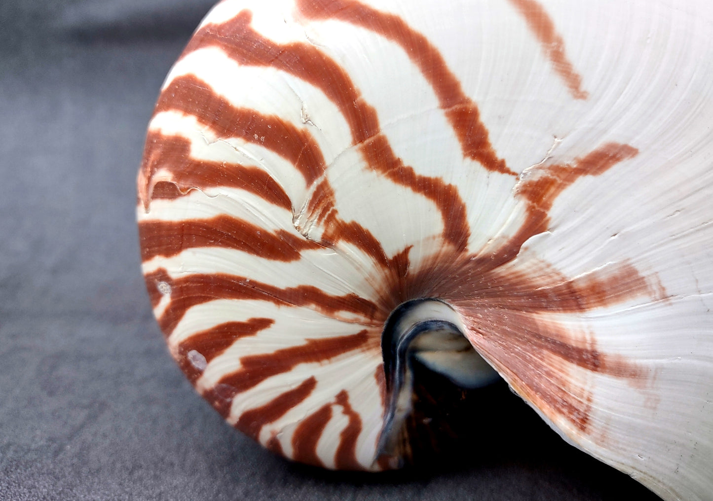 Natural Nautilus Seashell (6-7") - Nautilus Pompilius