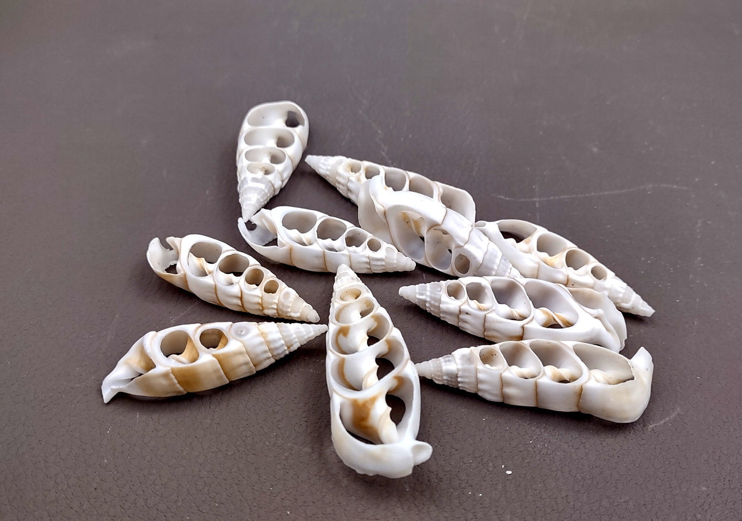 Cerithium Sliced/Center Cut Seashells (10 pcs.). White ribbed shells showing the inner cavities. Copyright 2024 SeaShellSupply.com.