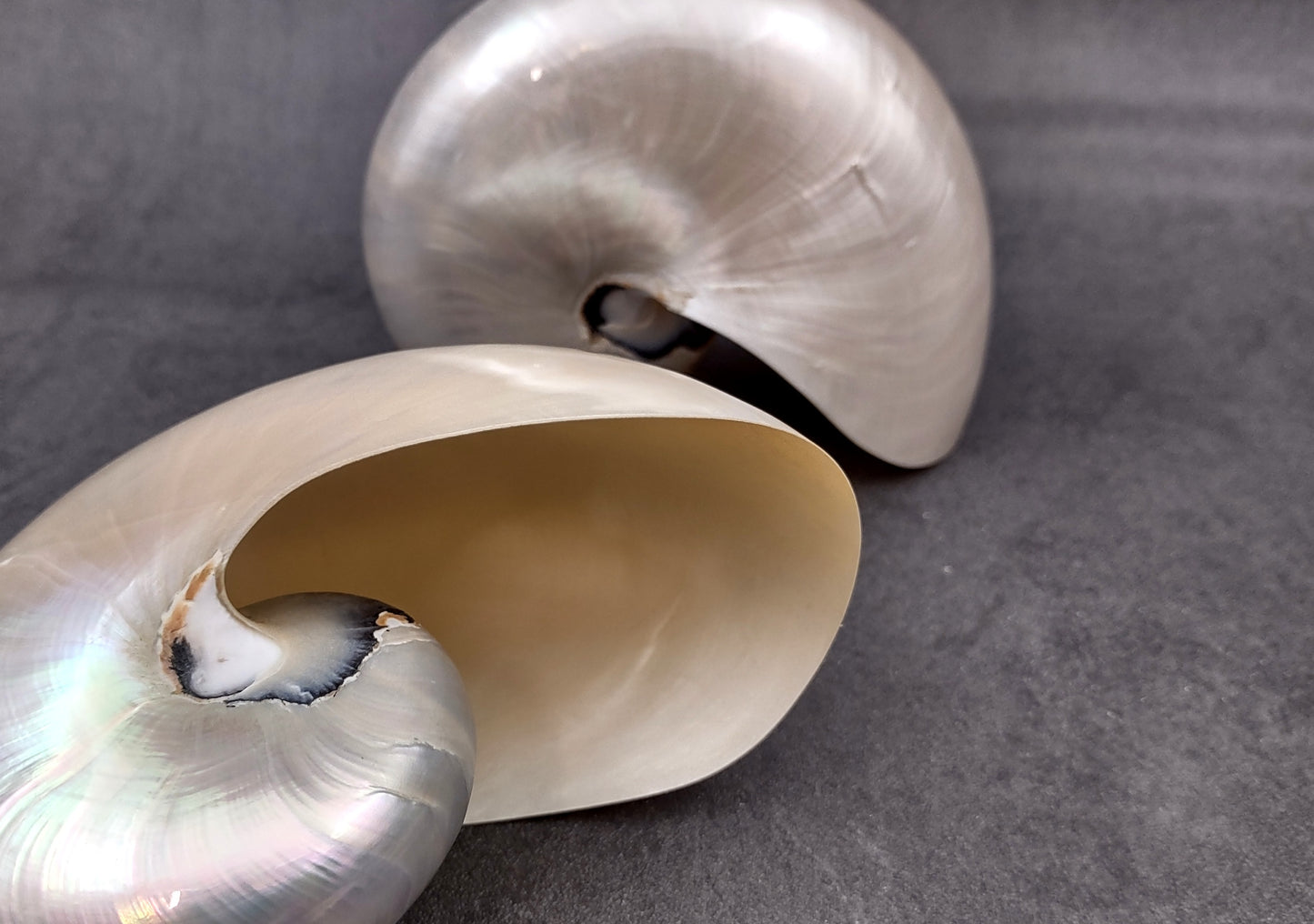 Pearl Nautilus Seashell (6-7") - Nautilus Pompilius