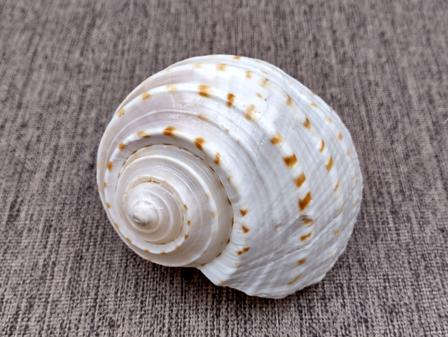 Spotted Tun Seashell Tonna Tessalata (1 shell approx. 4+ inches) Distinct shells for coastal crafting décor & collections!
