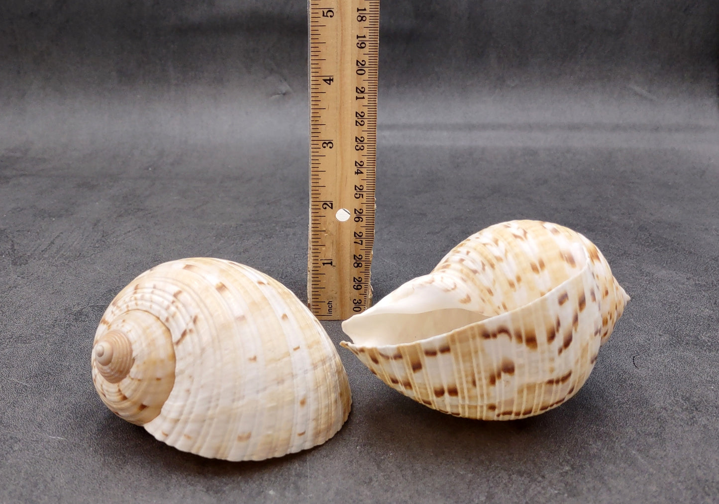 China Tun Seashell White Brown Tonna Chinensis (1 shell approx. 2+ inches) Great shells for coastal crafting décor & collections!