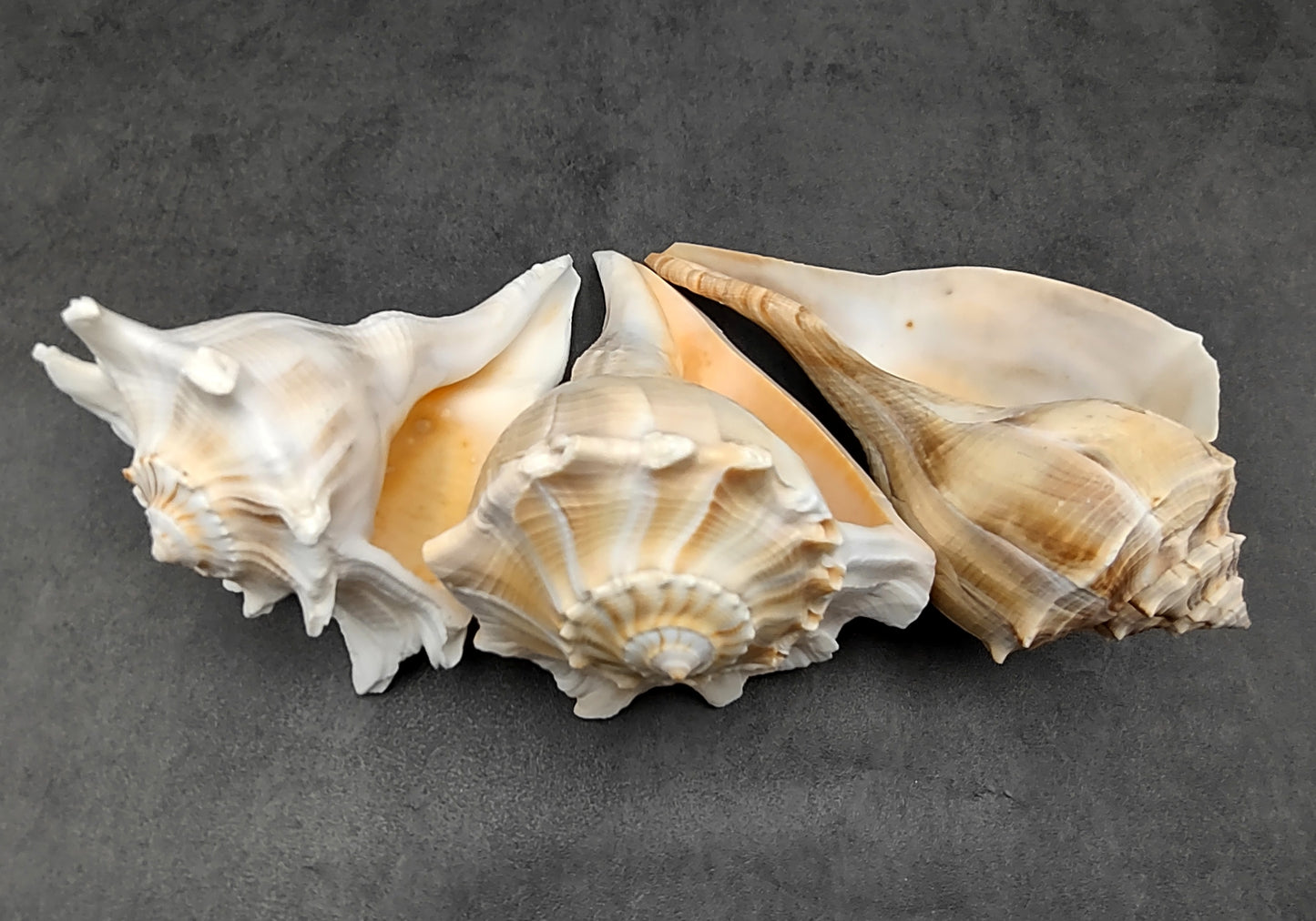 Lightning Whelk - Busycon Contrarium - (1 shell approx. 6-7 inches). One grey and white spiral shell with medium sized opening. Copyright 2022 SeaShellSupply.com.