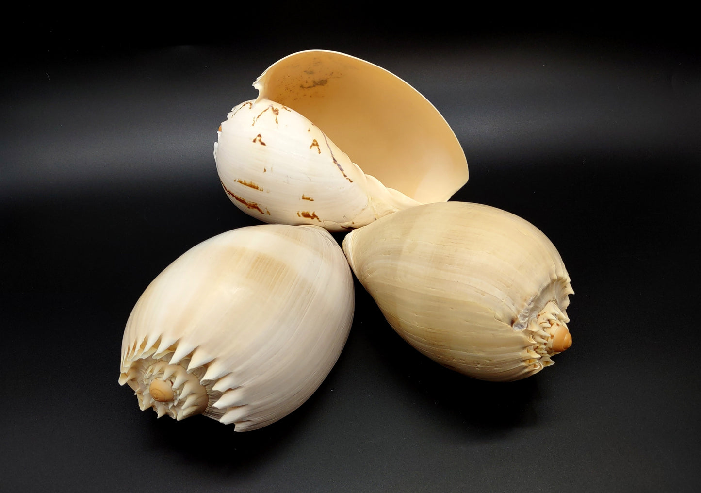 Large Crowned Baler Seashell Voluta Diadema (1 shell approx. 6+ inches) Great shells for coastal crafting decor & collections!