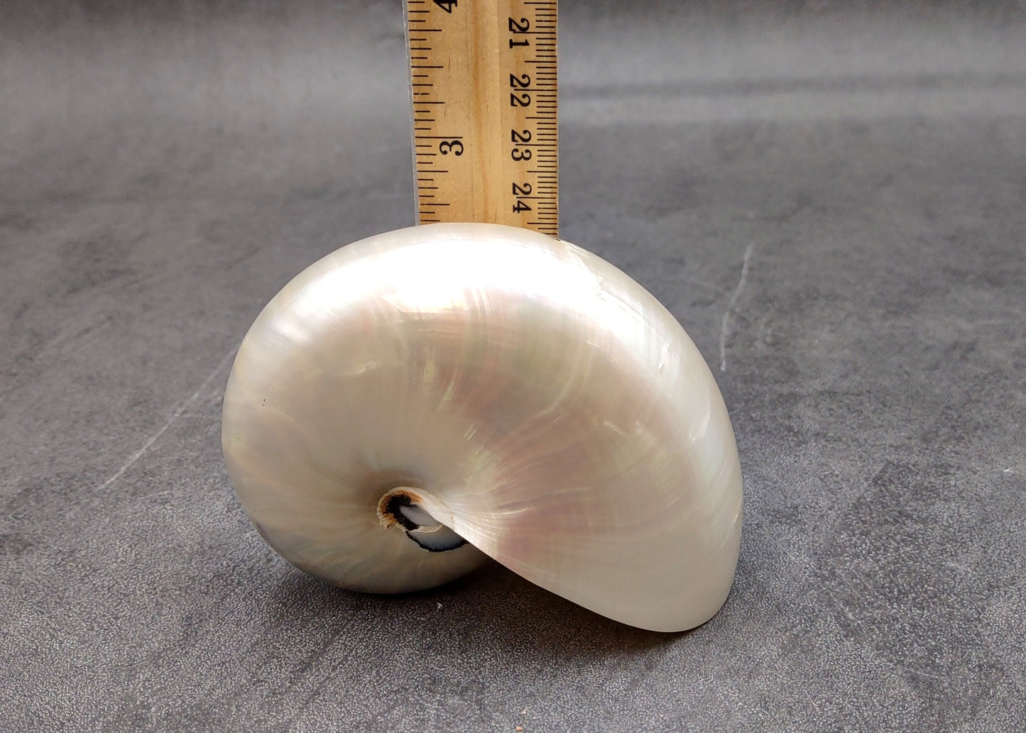 Pearlized Nautilus Seashell Polished Nautilus Pompilius (1 shell approx. 3+ inches) Pearlized Nautilus Shell for display decor & collecting!
