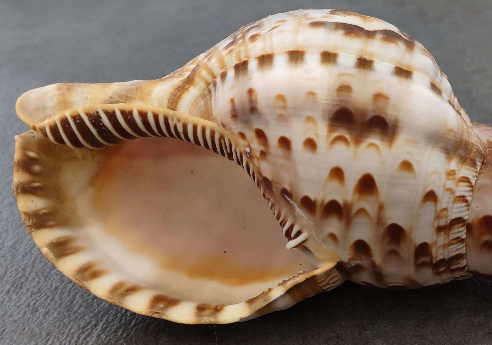 Caribbean Triton Seashell - Charonia Tritonis - (1 shell approx. 6-7 inches)  One brown and white spiral ribbed shell with medium opening. Copyright 2022 SeaShellSupply.com.