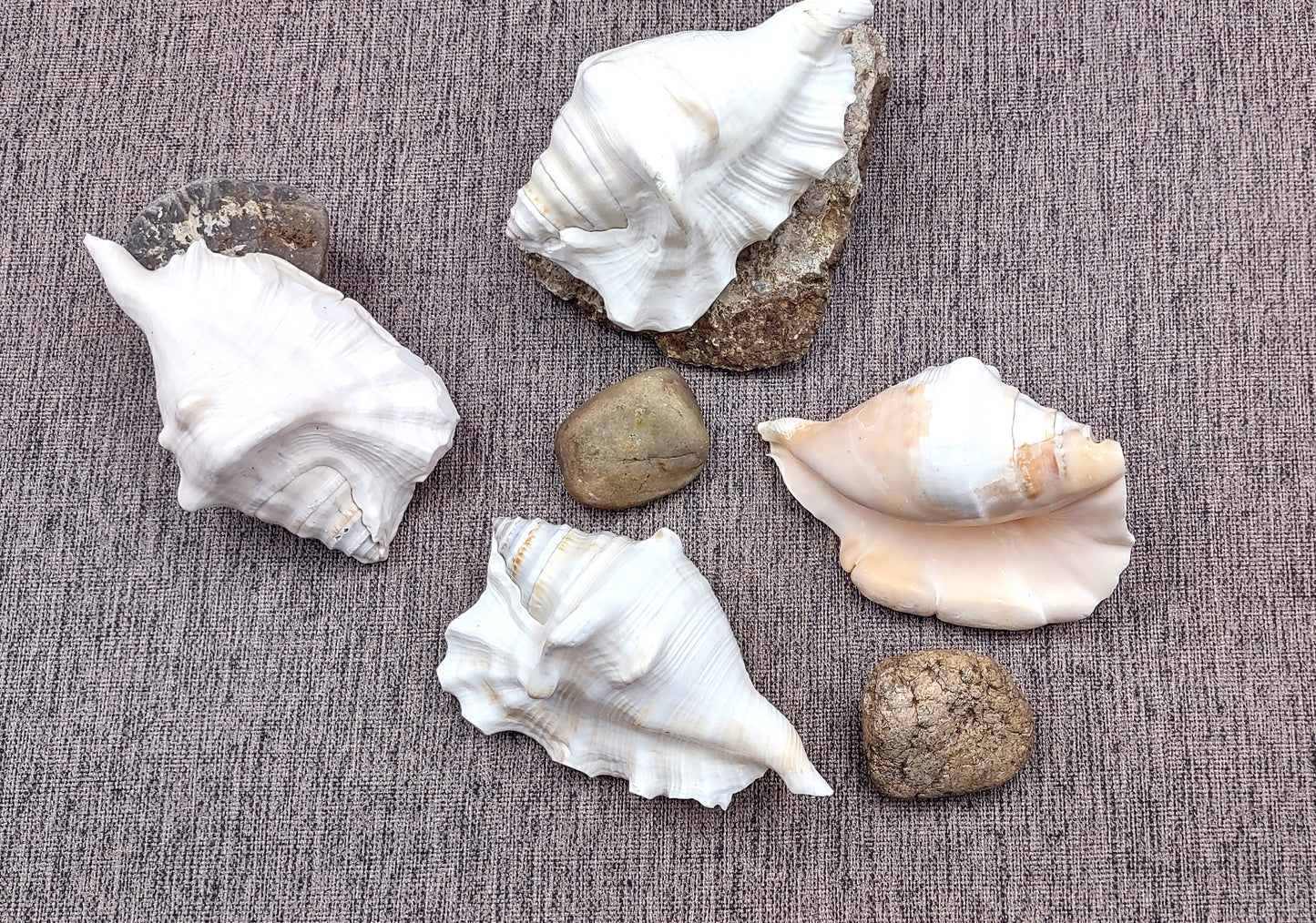 Spider Conch Seashell Lambis Lambis (1 shell approx. 4+ inches) B Grade great for coastal crafting displays and collections!