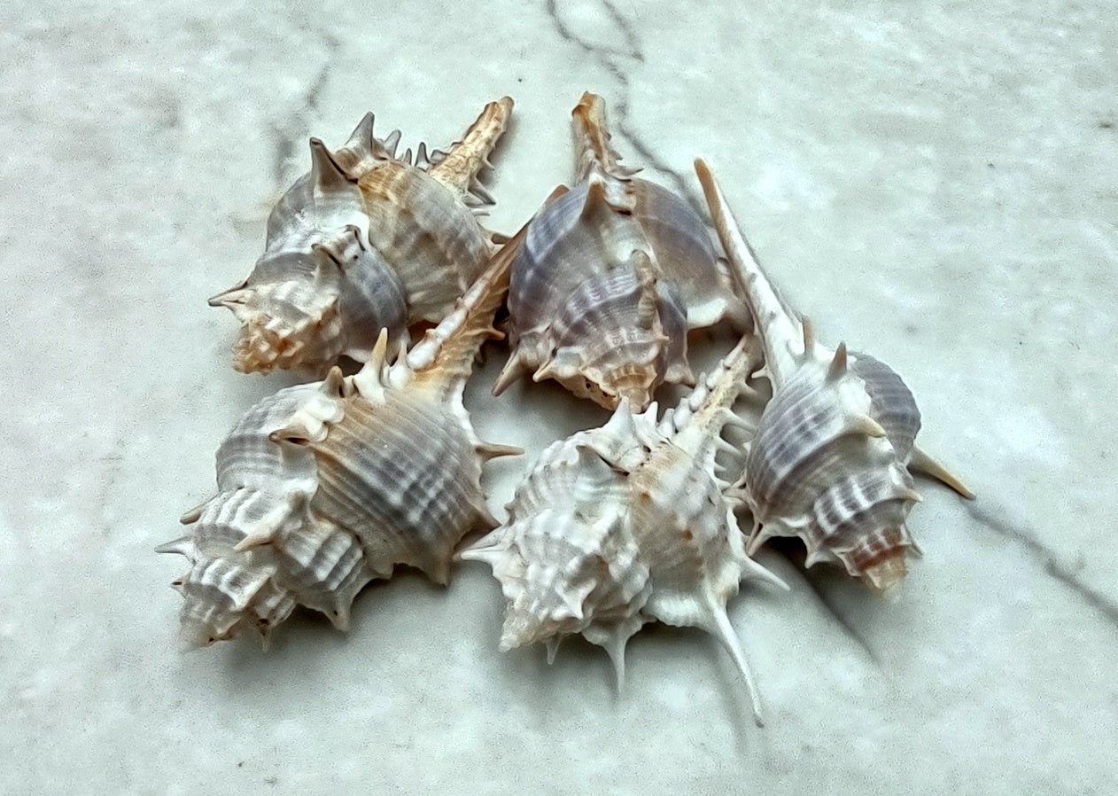 Murex Ternispina Seashells (5 shells 2+ inches) Superb shells for coastal crafting décor & collections!