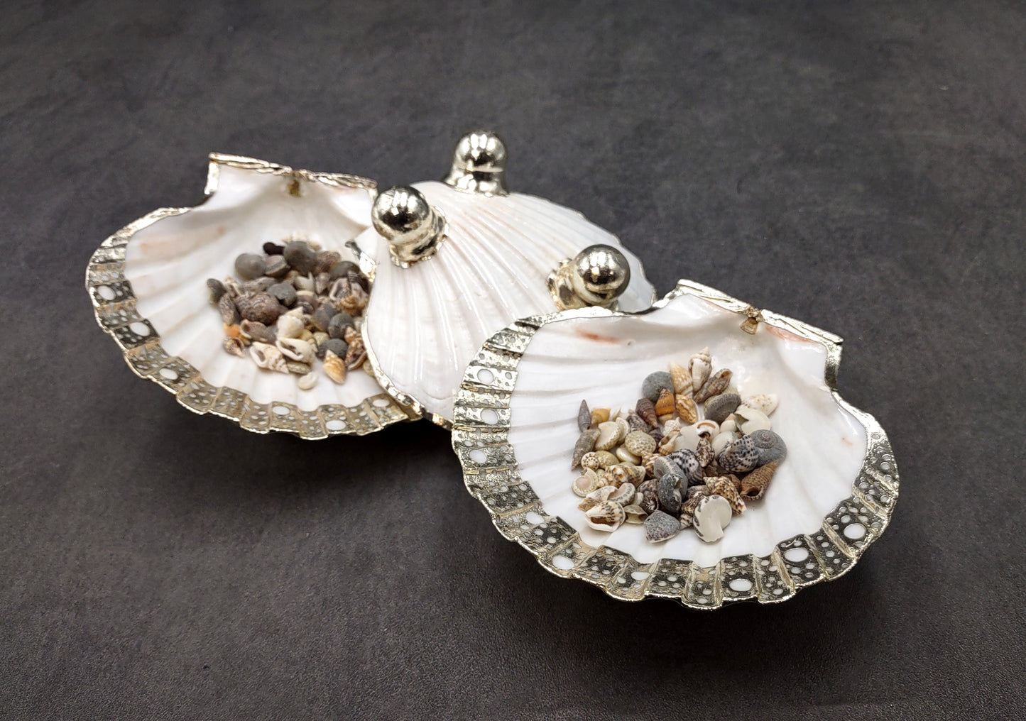 Silver Edged Scallop Seashell Dish Pecten Maximus (1 dish approx. 4.5+ inches) CIRCLE PATTERN scallop shell dish for a coastal home!