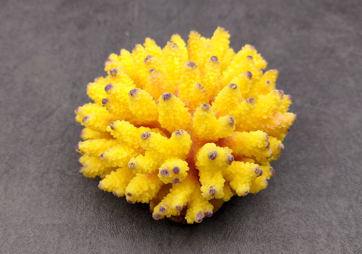 Yellow FAUX Finger Staghorn Coral Acropora Humilis (1 FAKE Coral approx. 4Wx3Tx4D) Perfect coral for any coastal display or crafting! Copyright 2024 SeaShellMart.com.