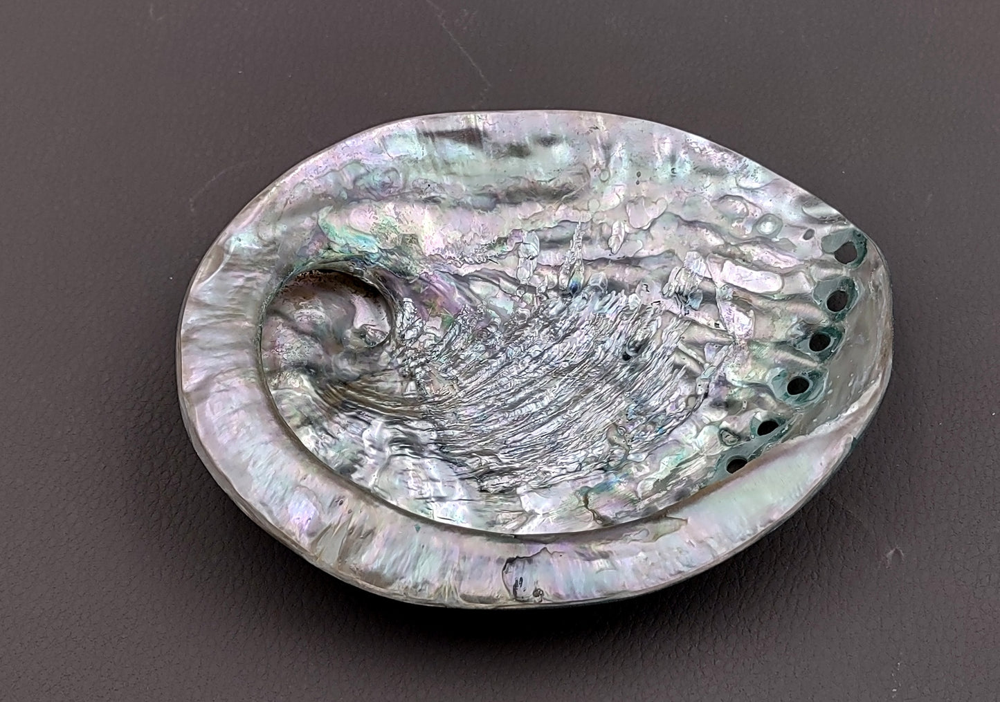 Polished Green Midas Abalone - Haliotis Midae - (1 shell approx. 5-6 inches). One pretty flat multi shaded green wide shell. Copyright 2022 SeaShellSupply.com.