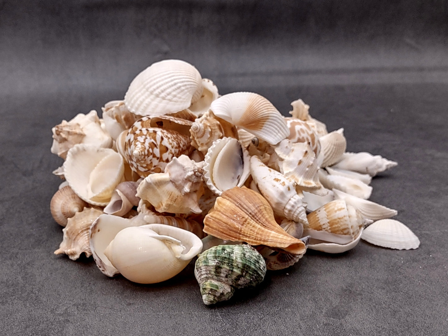 Medium Seashell Assorted Ocean Mix (Approx. 1 kilogram shells 1-2+ inches) Mixed Medium Shell Assortment for coastal crafting & decorations!