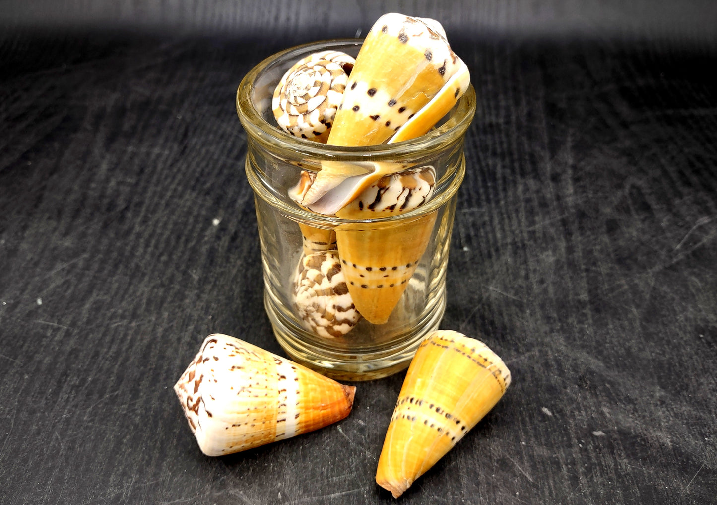 Captain Cone Seashells (2 pcs.) - (2-2.5 inches) - Conus Capitaneus. Cream to earthly colored shells with patterns along the spiral. Copyright 2024 SeaShellSupply.com.
