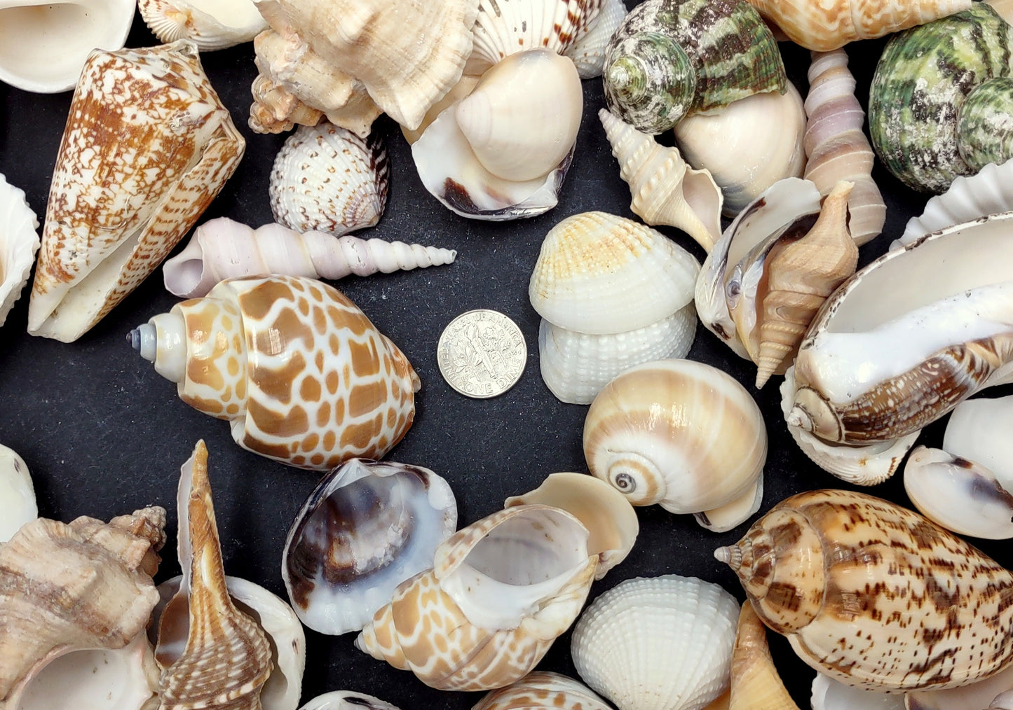 Indian Ocean Seashell Mix (approx. 1 kilogram 160+ shells 0.5-2+ inches) Great shells for coastal crafting and collections!