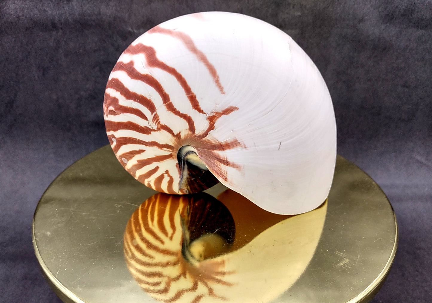Natural Nautilus Seashell (6-7") - Nautilus Pompilius