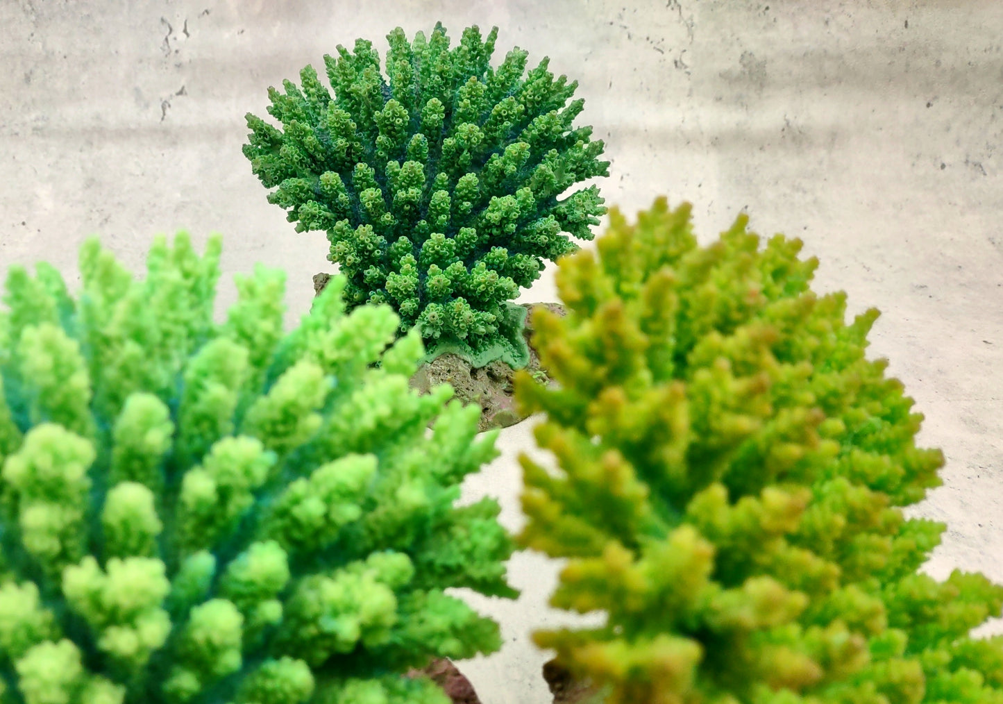 Green FAUX Table Coral - Acropora Hyacinthus - (1 FAUX Coral approx. 5Wx6Dx4T inches). Green thick fluffed coral set on rock. Copyright 2024 SeaShellSupply.co