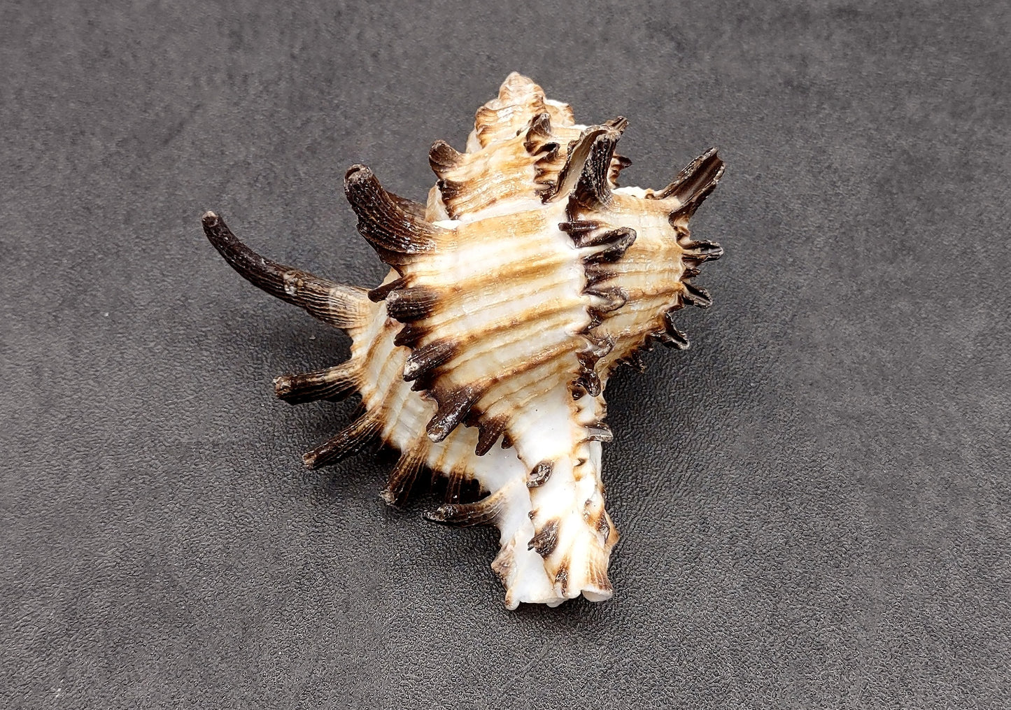 Endive Murex Seashell - Murex Endivia - (1 shell approx. 3-4 inches). One spiked spiral shell with small opening and black edges. Copyright 2022 SeaShellSupply.com.