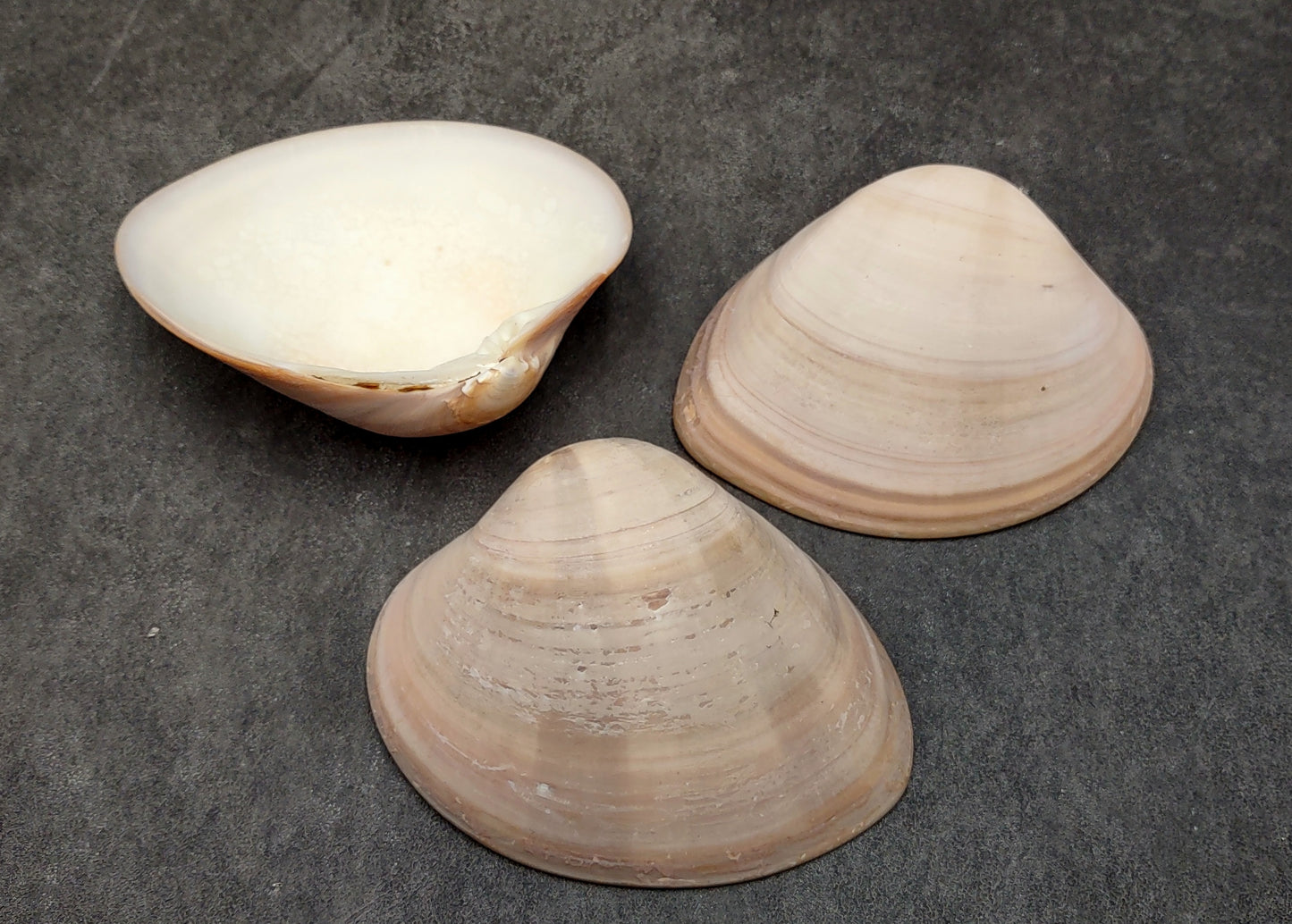 Mocha Clam Seashells Megapitaria Squalida (3 shells approx. 3+ inches) Clam shell great for display collecting & coastal crafting!