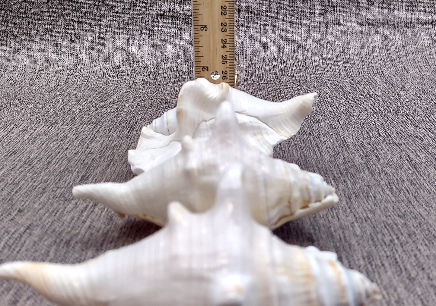 Spider Conch Seashell Lambis Lambis (1 shell approx. 4+ inches) B Grade great for coastal crafting displays and collections!