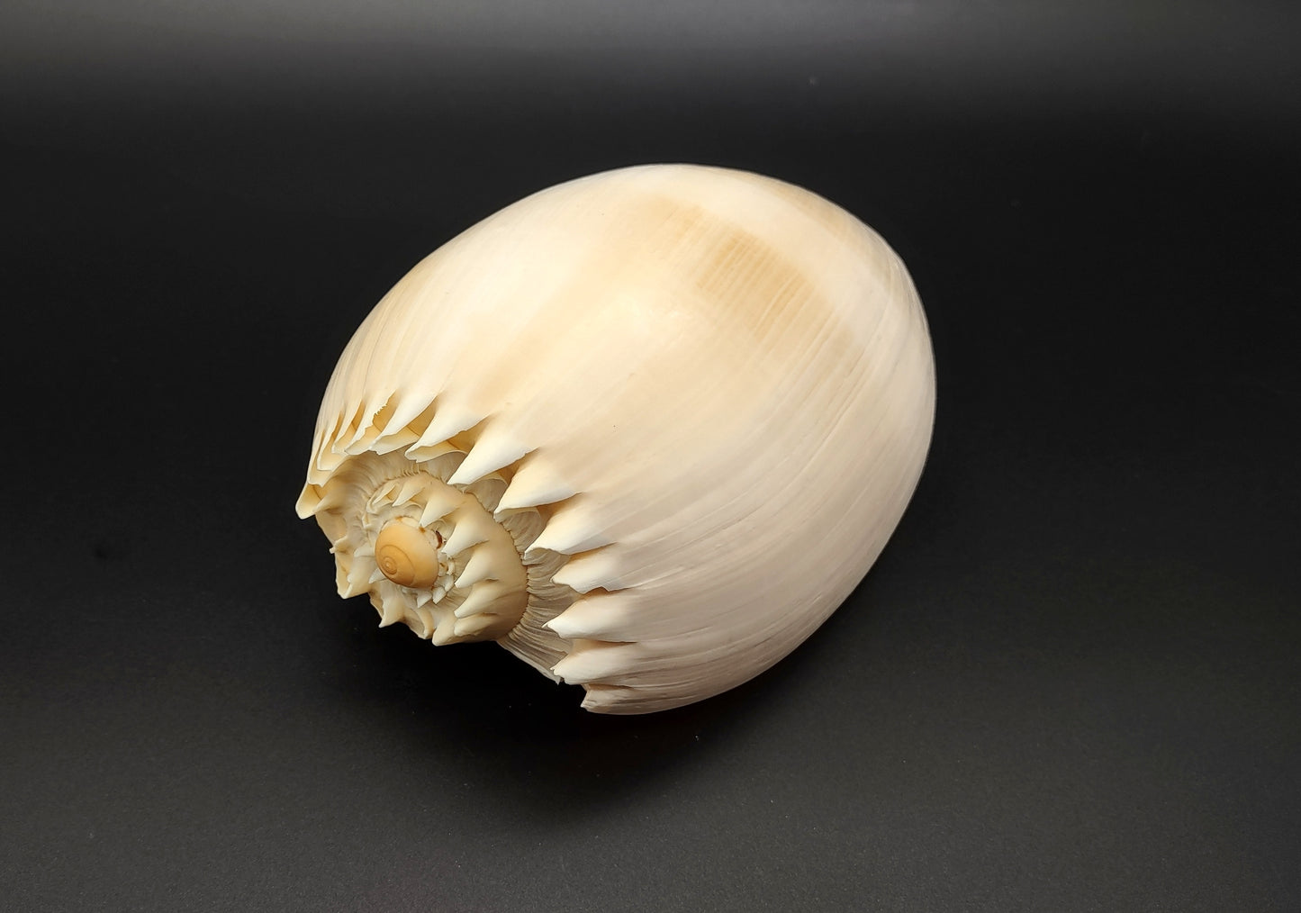 Large Crowned Baler Seashell Voluta Diadema (1 shell approx. 6+ inches) Great shells for coastal crafting decor & collections!