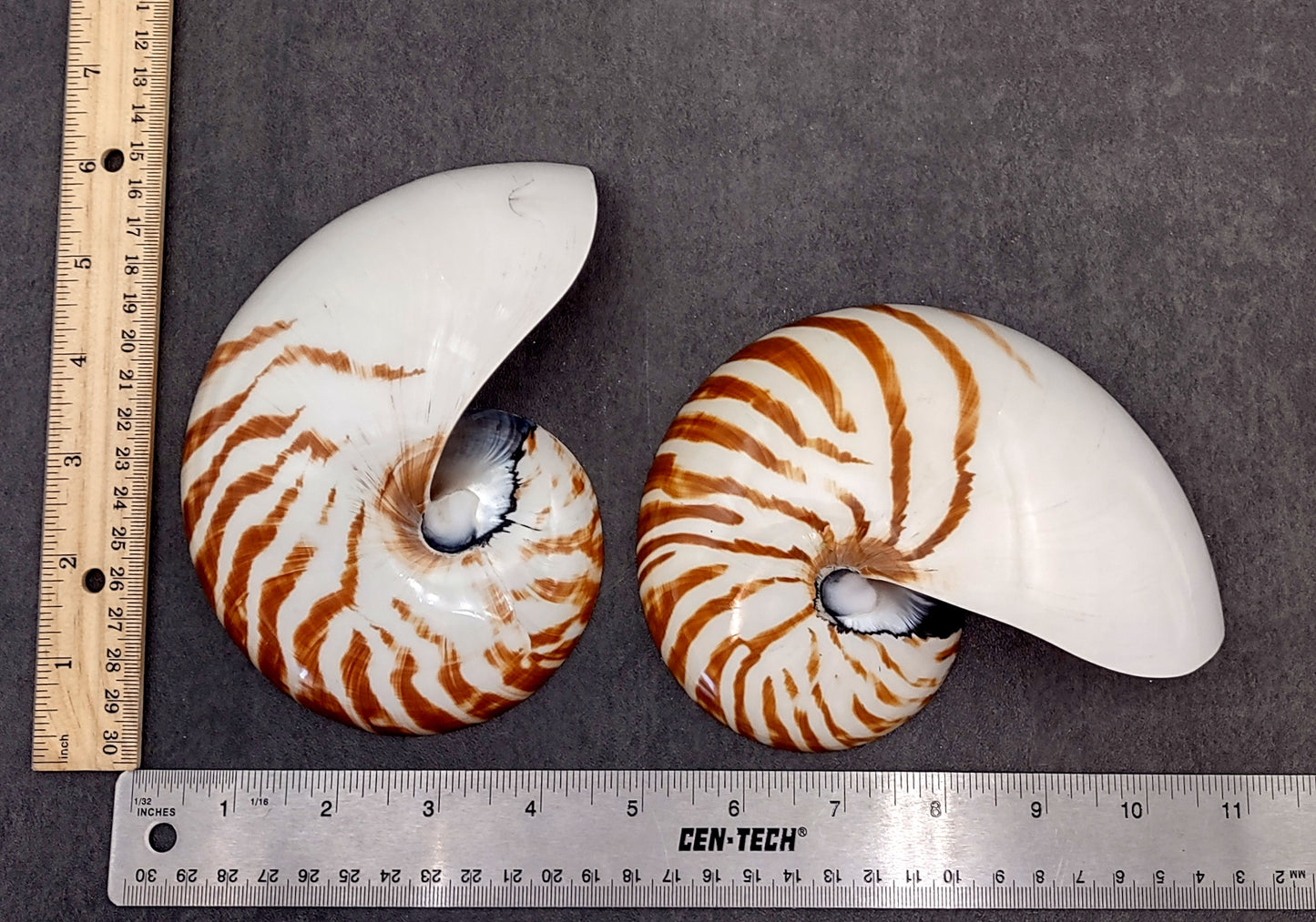 Polished Natural Nautilus Seashell Right Cut Single Half Nautilus Pompilius (1 HALF shell approx. 6+ inches) Shells for decor & collections!