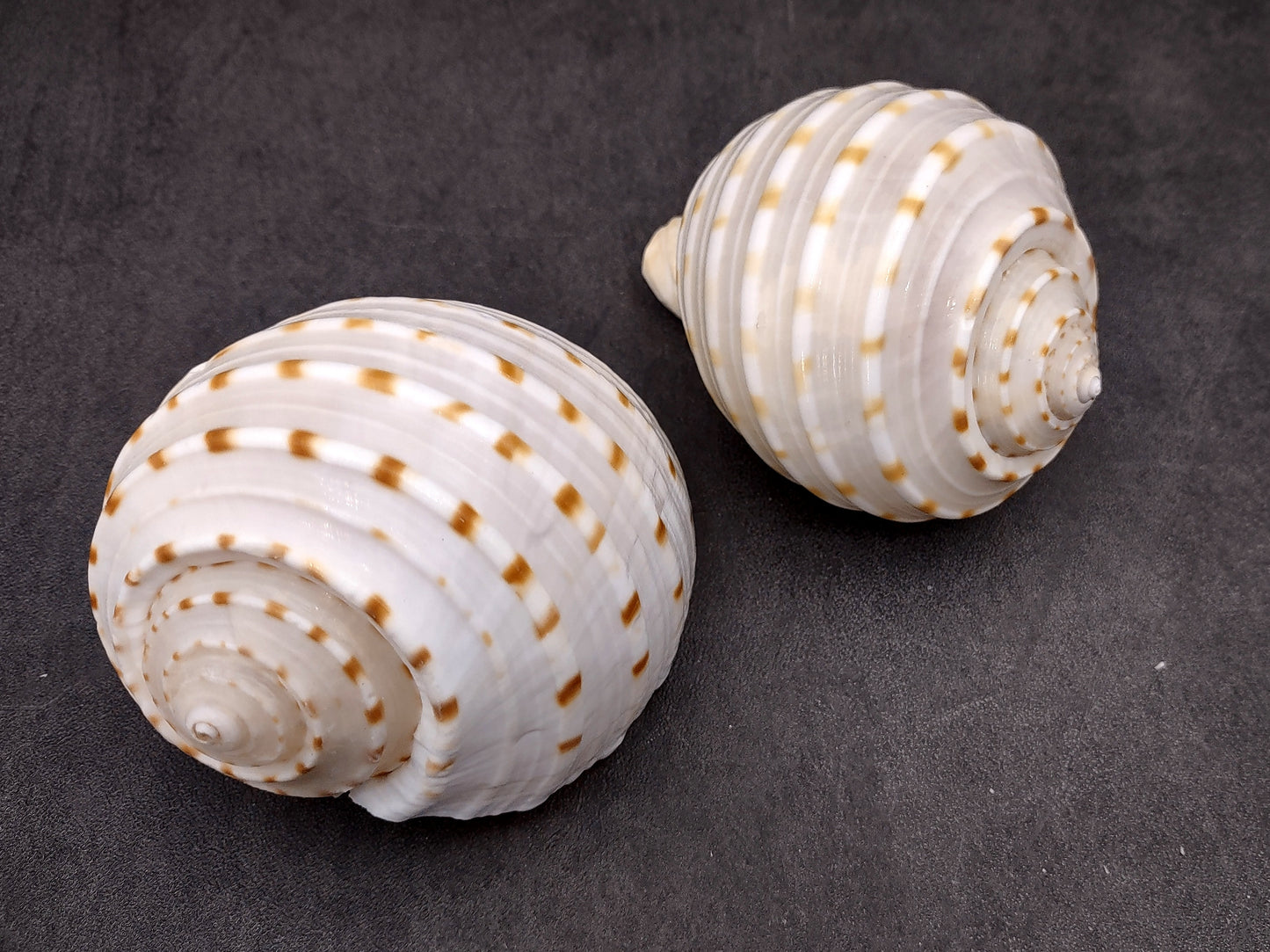 Spotted Tonna Seashells Tonna Tessalata (2 shells approx. 3+ inches) Perfect shells for coastal crafting décor & collections! Spotted white shells with tan dots and a spiral pattern. Copyright 2024 SeaShellSupply.com