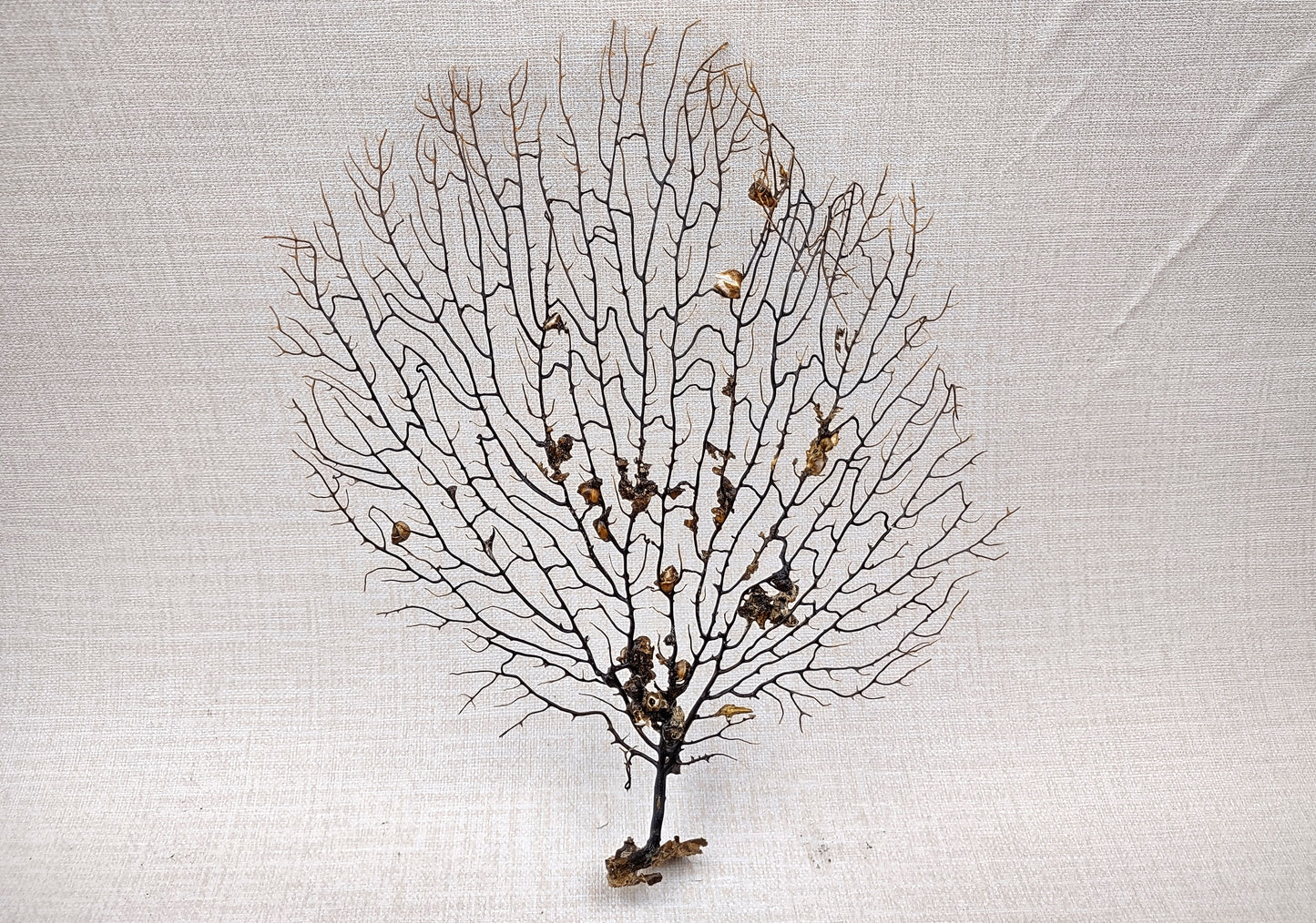 Black Sea Fan Corals Dried Gorgonia Ventalina (1 fan approx. 10+ inches