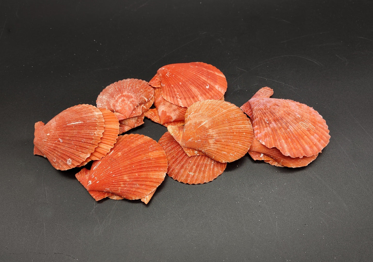 Fire Red Scallop Shell Halves Noble Pecten Nobolis (Approx. quarter pound shells 2+ inches) Red Scallop seashells for arts & crafts!