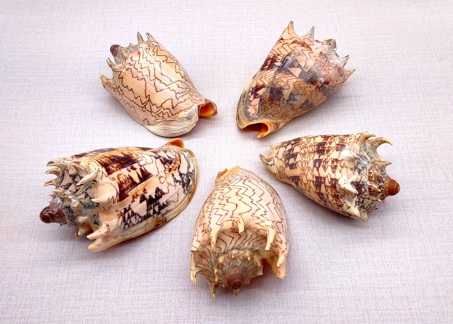 Imperial Volute Seashell Voluta Imperialis (1 shell approx. 5+ inches) Great shells for coastal crafting decor & collections!
