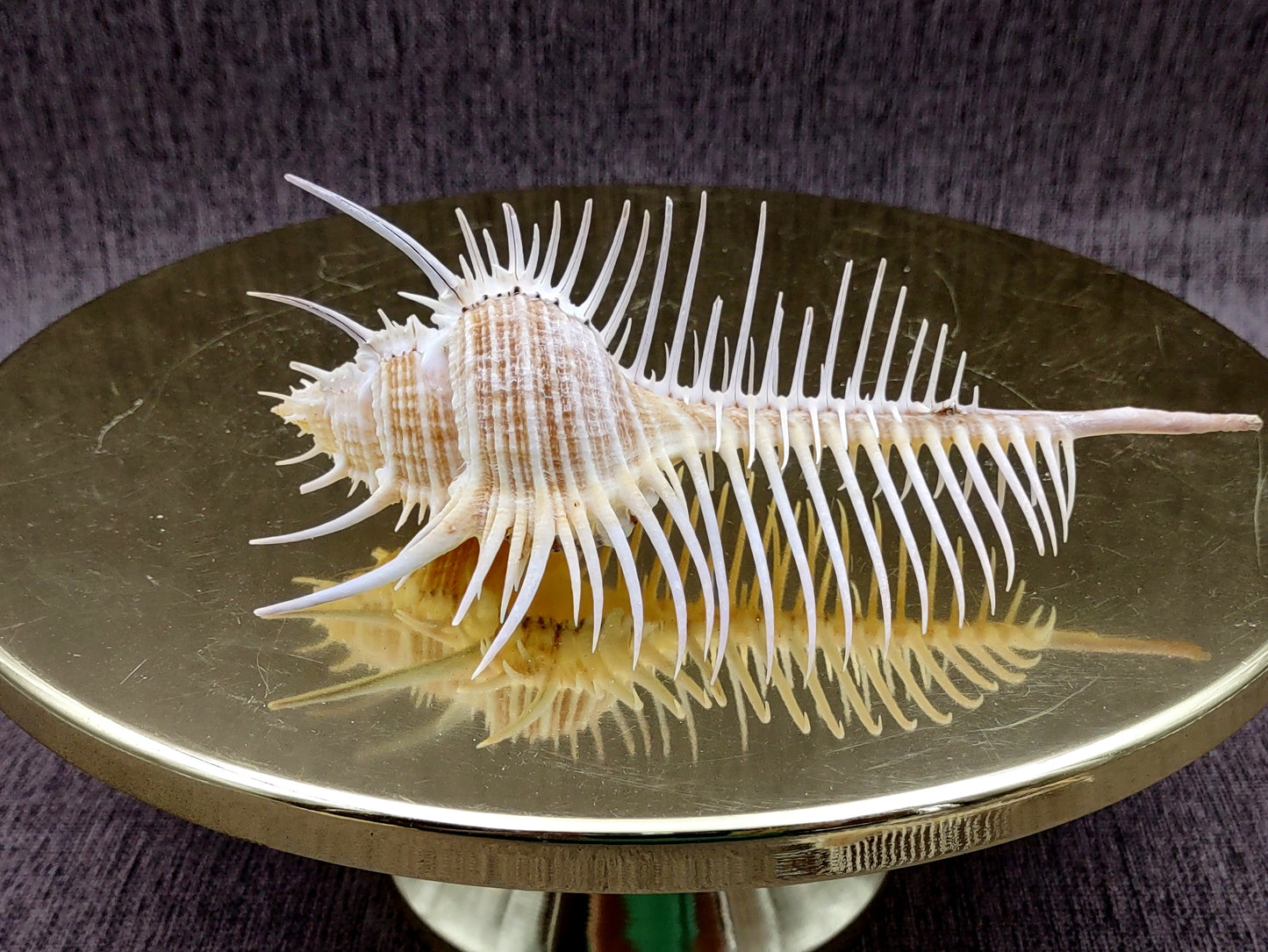 Murex Comb Seashell Murex Pecten (1 shell approx. 6+ inches) Special shells for coastal crafting décor & collections!