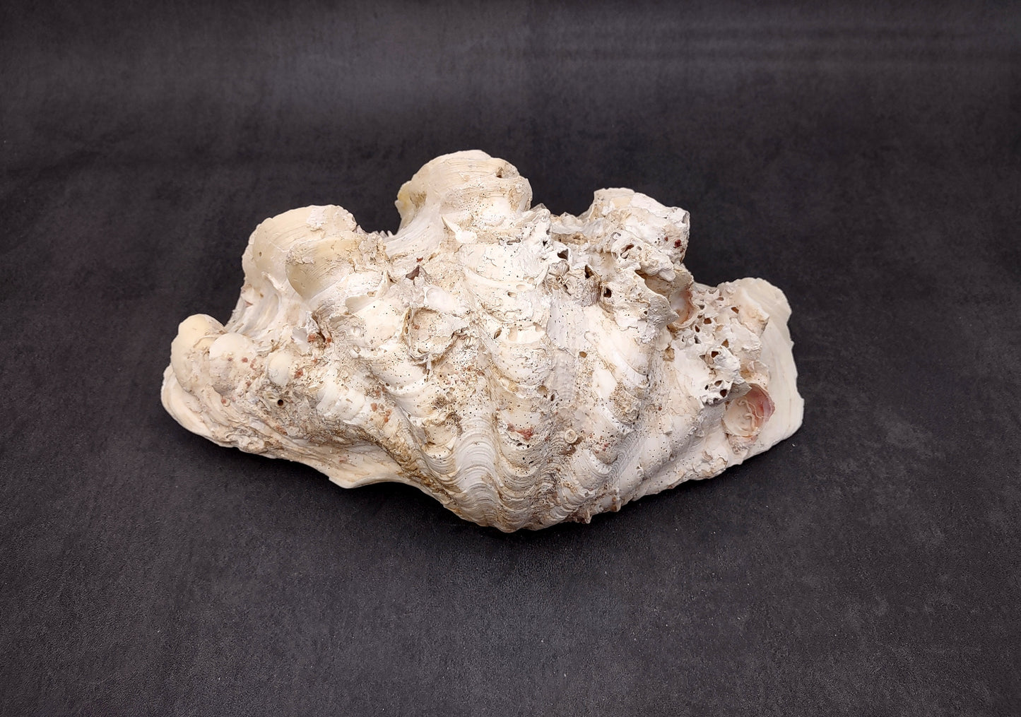 Giant Ruffled Clam Shell Half (1 half shell approx. 10.25L x 3.25H x 6.5D inches) Great rare clam shell for decor & display! Natural colored and weathered clam shell. Copyright 2024 SeaShellMart.com