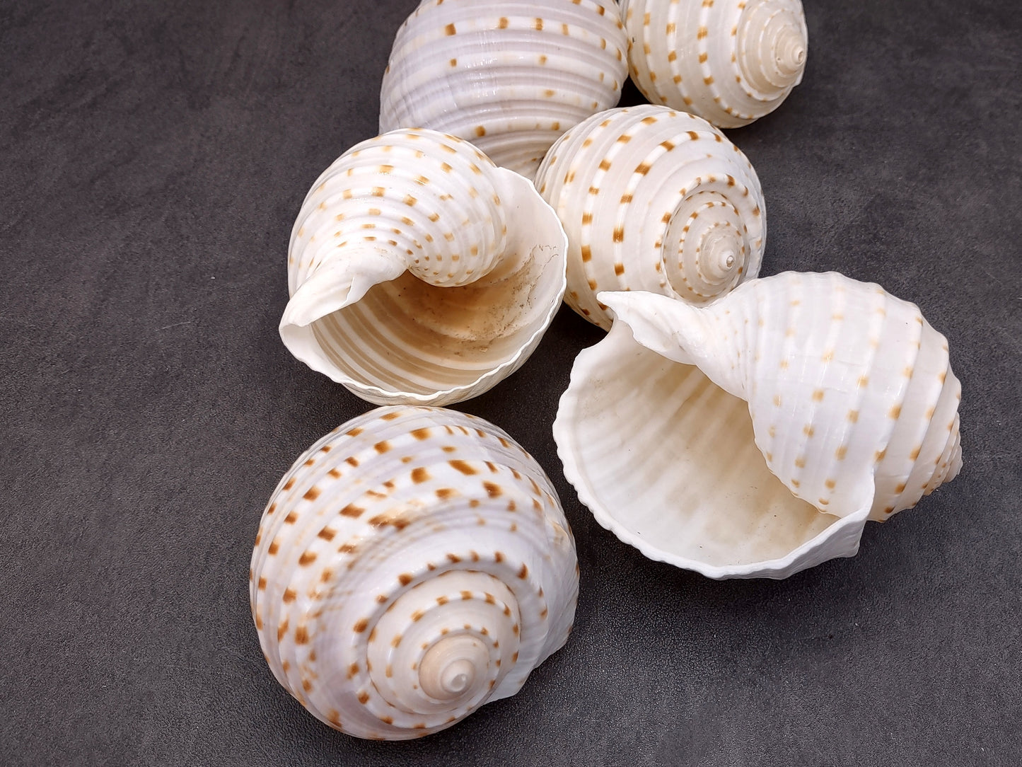 Spotted Tonna Seashells Tonna Tessalata (2 shells approx. 3+ inches) Perfect shells for coastal crafting décor & collections! Spotted white shells with tan dots and a spiral pattern. Copyright 2024 SeaShellSupply.com