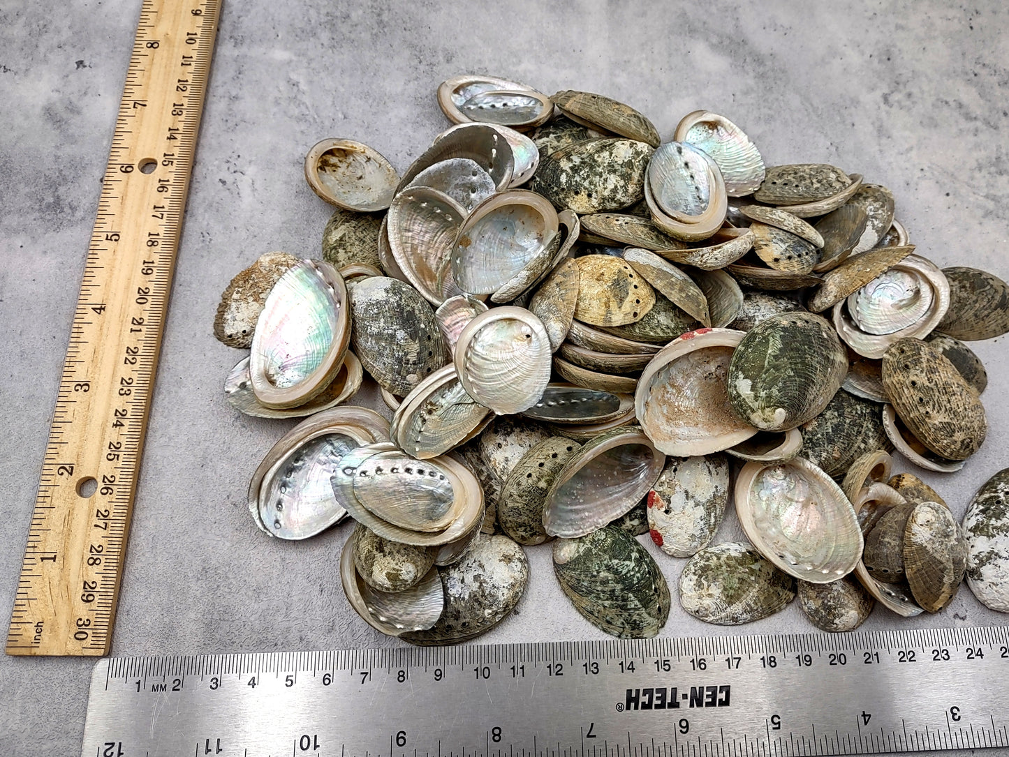 Mini Baby Abalone Green and Silver Seashells (Approx. half pound 85+ shells 1+ inch) Small shells ideal for jewelry art crafts & collecting! Grouping of brown and grey ocean-kissed abalone shells. Copy right 2024 SeaShellMart.com