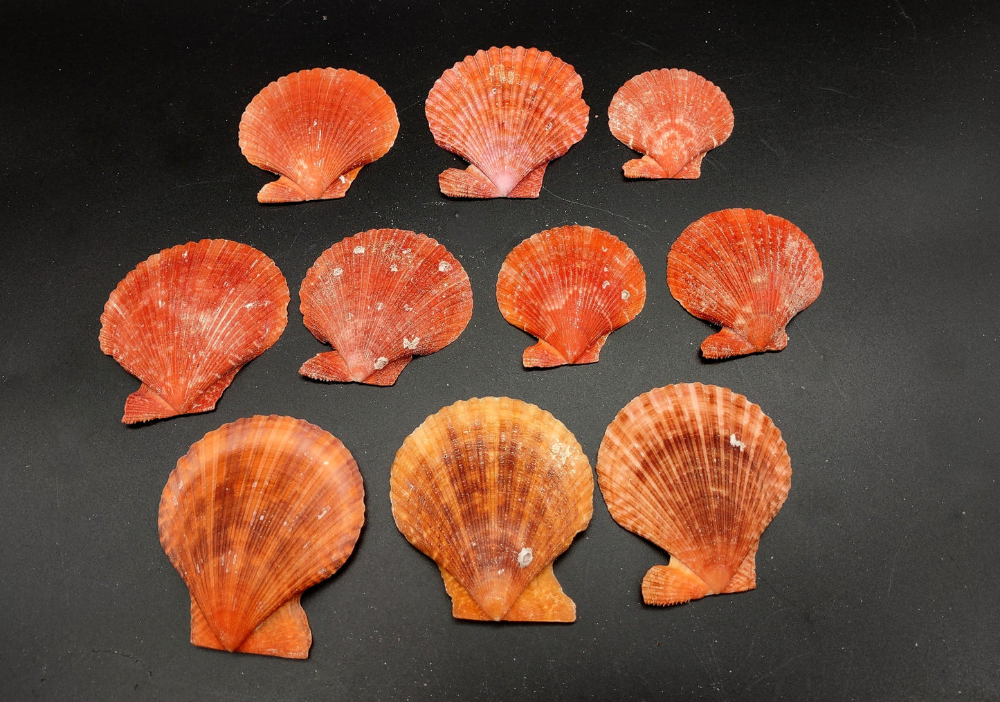 Fire Red Scallop Shell Halves Noble Pecten Nobolis (Approx. quarter pound shells 2+ inches) Red Scallop seashells for arts & crafts!