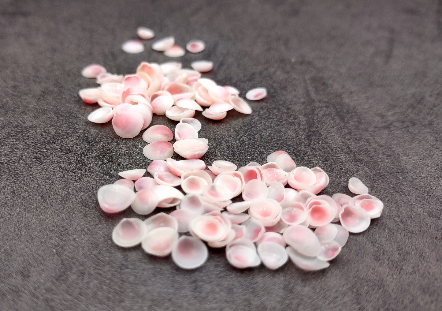 Light Pink Tellin Seashell Rose Petal Halves (approx. 0.25 cup 70+ shells 0.15+ inches) Rose Pink White Shells for crafts & art projects. Copyright 2024 SeashellSupply.com
