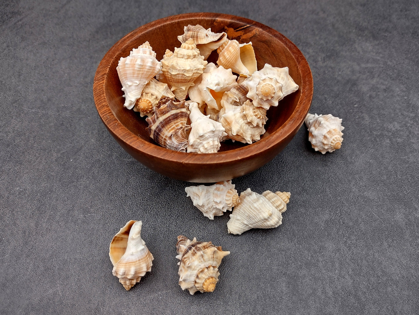 Spiny Melongena Seashells Melongena Bispinosa (10 shells approx. 1+ inches) Spiny shell great for any collection or coastal craft project!