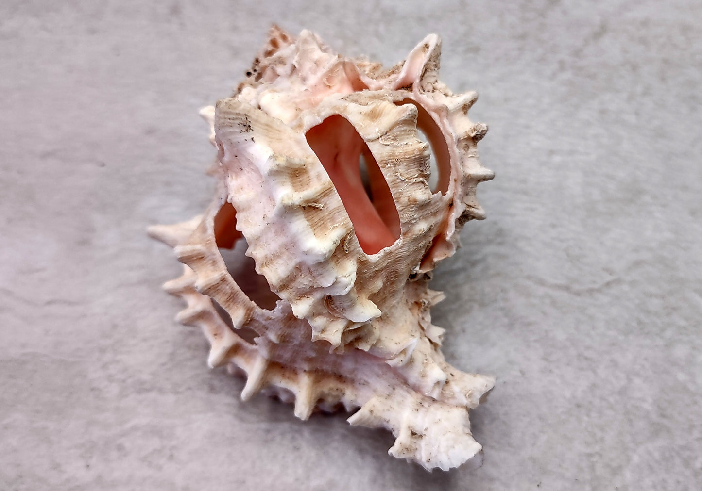 Multi Cut Pink Murex - Murex Erythrostomus - (3 Shells approx. 2.5-3 inches). Three white spiked shells with a lighter pink inside and wide spiral. Copyright 2022 SeaShellSupply.com.