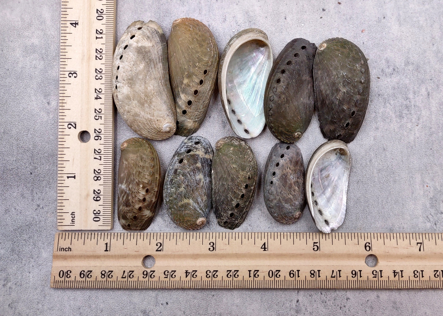 Natural Mule Ear Abalone Seashell Haliotis Asiana (10 shells approx. 1.5+ inches) Brown Green Silver Shells for crafts arts & jewelry!