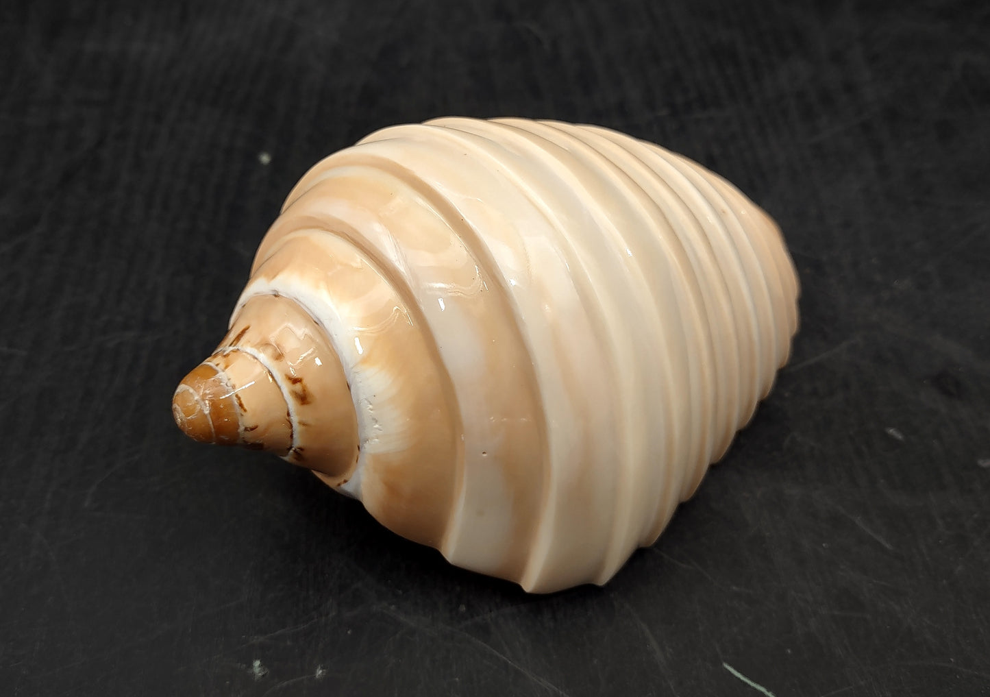 Noble Volute - Banded/Polished - Voluta Nobilis - (1 shell approx. 5.5 inches). Deeply ribbed cream colored shells. Copyright 2024 SeaShellSupply.com
