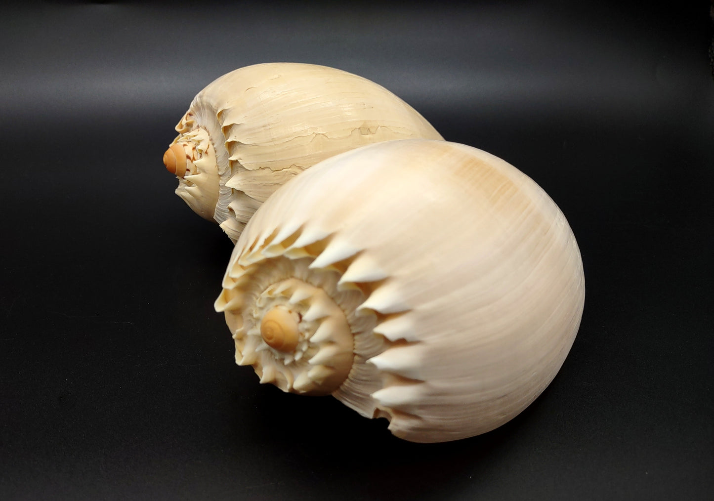 Large Crowned Baler Seashell Voluta Diadema (1 shell approx. 6+ inches) Great shells for coastal crafting decor & collections!