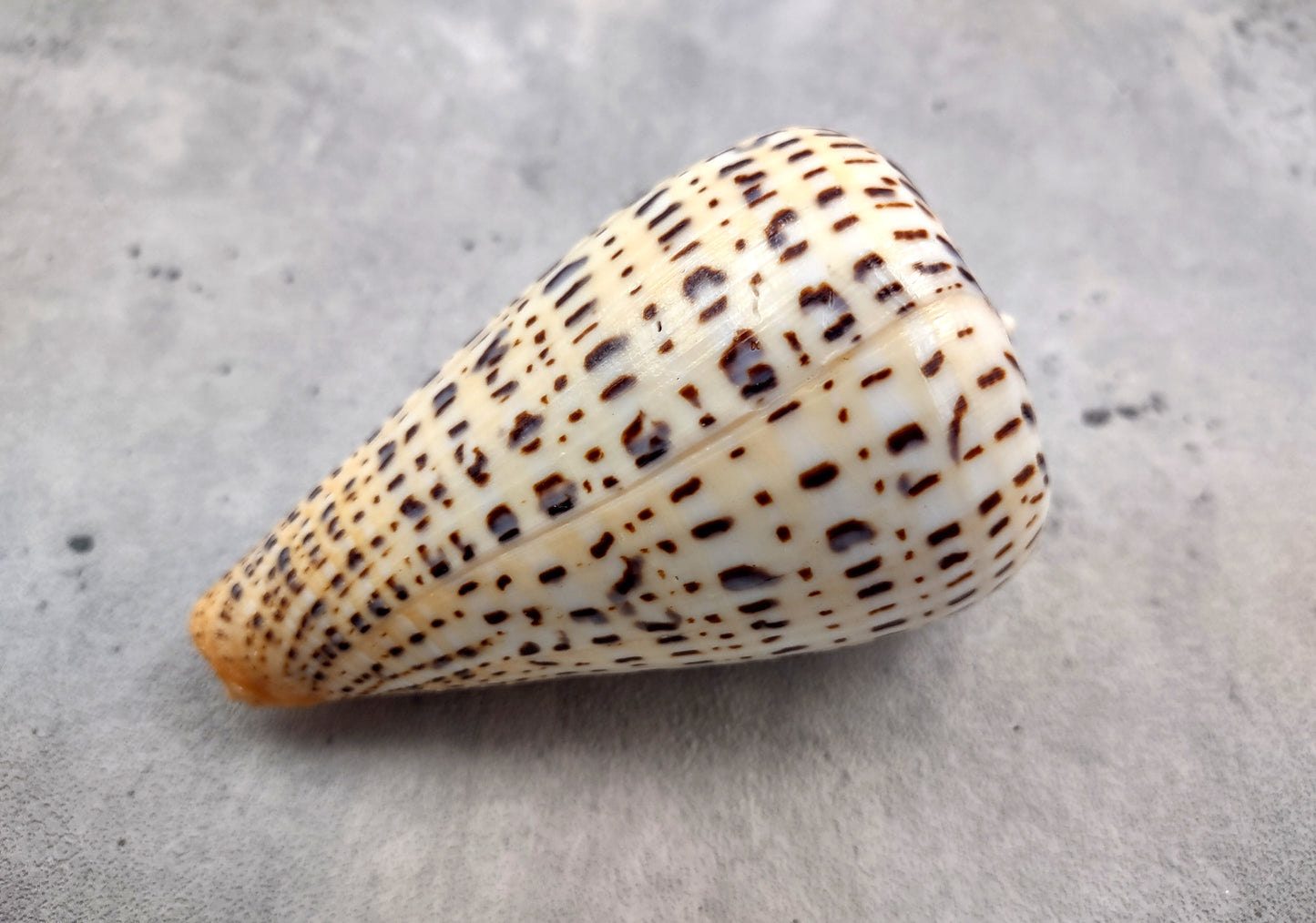 Suratan Cone Seashell (3 inch) - Conus Suratensis. Mainly white shells with black spots, one sitting to show the design and one to show the opening. Copyright 2024 SeaShellSupply.com.