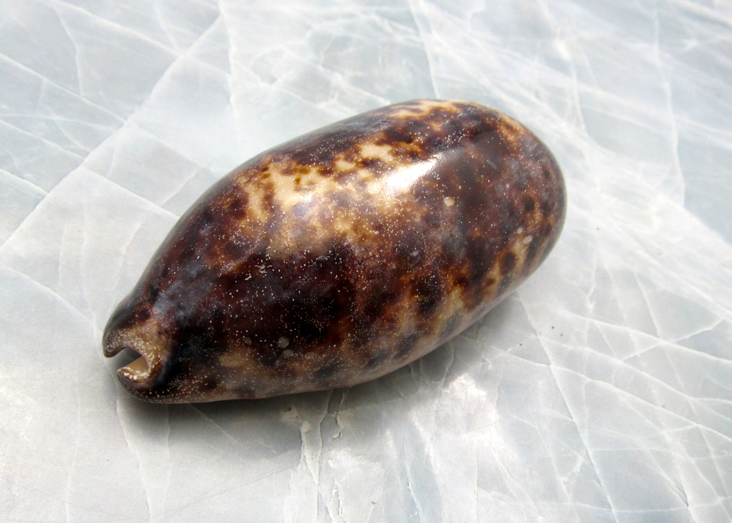 Tortoise Cowrie Seashell Cypraea Testudinaria (1 shell approx. 3-4 inches)