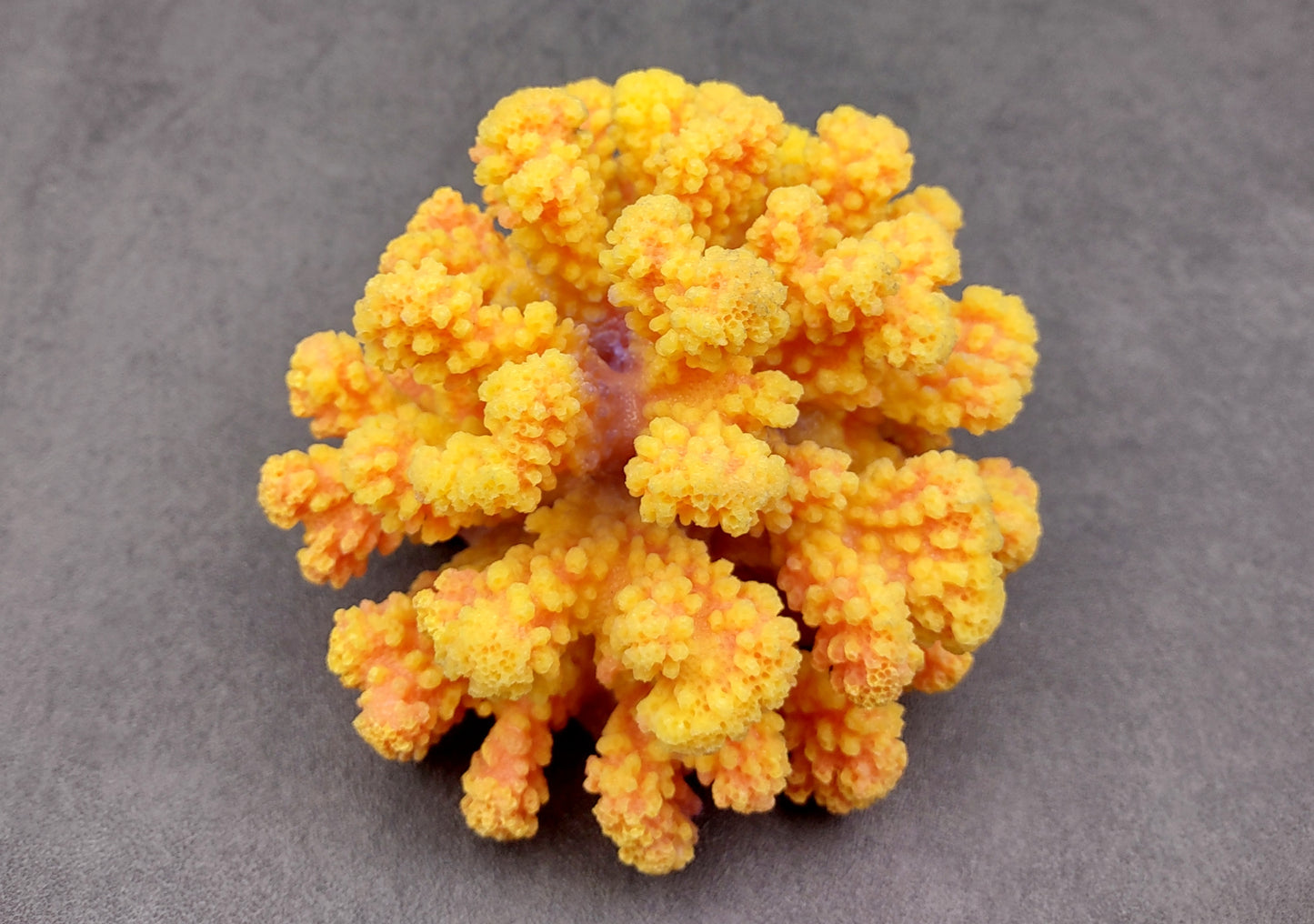 Yellow Faux Coral Cluster - Pocillopora Elegans - (1 FAUX Coral approx. 5Wx3Dx4T). Orange and pink tinted fluffy heavily textured coral cluster with many arms. Copyright 2024 SeaShellSupply.c