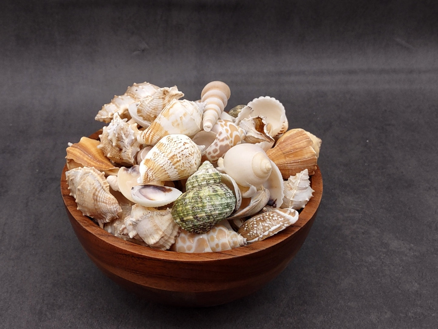 Medium Seashell Assorted Ocean Mix (Approx. 1 kilogram shells 1-2+ inches) Mixed Medium Shell Assortment for coastal crafting & decorations!